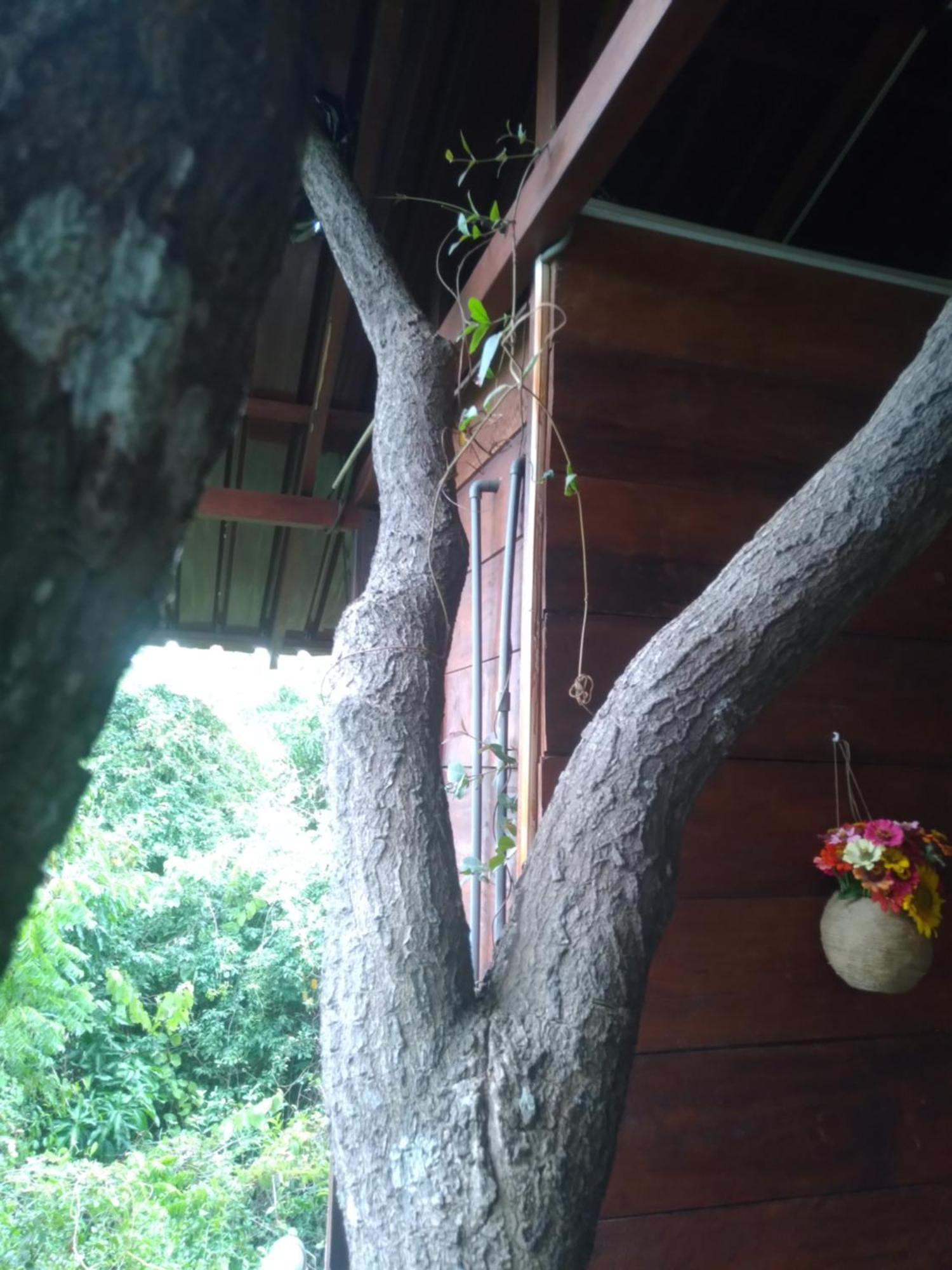 Dambulla Tree House Villa Exterior photo