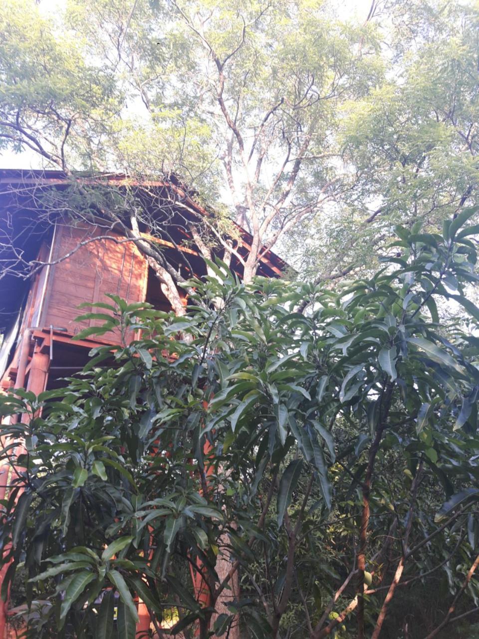Dambulla Tree House Villa Exterior photo
